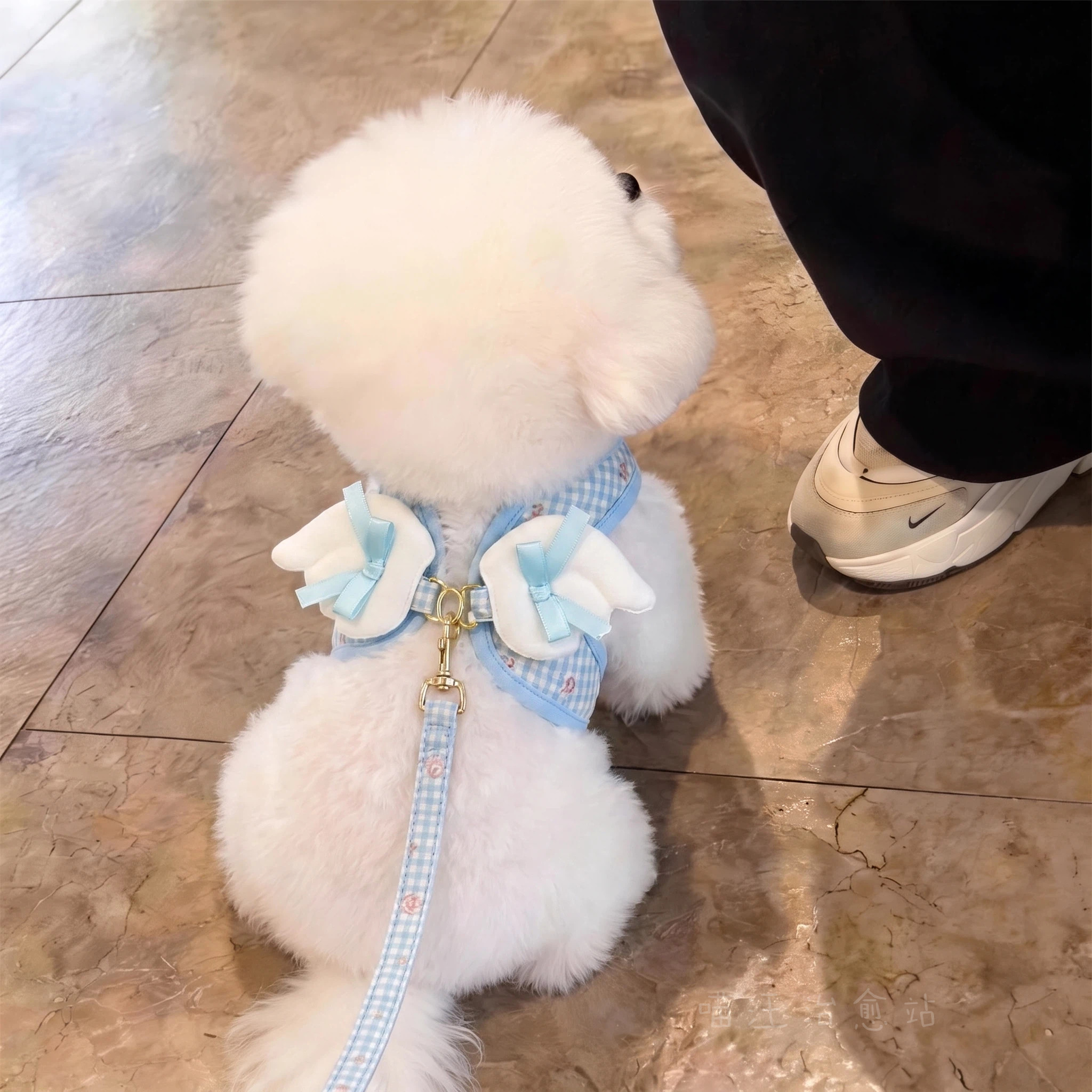狗狗牵引绳小翅膀宠物胸背遛狗绳