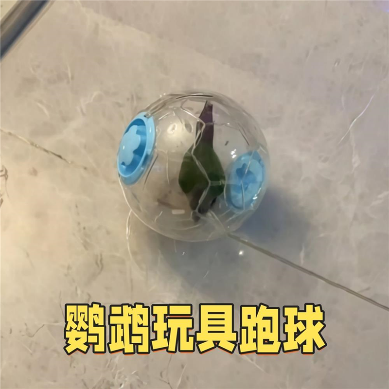 解闷自嗨小鸟防抑郁解压跑轮小太阳玄凤运动啃咬滚球鹦鹉跑球玩具,宠物/宠物食品及用品,鸟玩具,淘宝优惠券,粉丝福利购,淘宝优惠卷