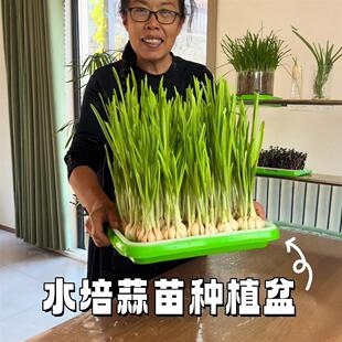 家用芽苗菜豌豆苗发豆芽神器蒜黄种植盘蒜苗水培器皿育苗专用托盘