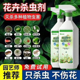 杀虫药花卉植物月季 花病虫害常用药蚜虫小黑飞非红蜘蛛蚂蚁专用剂