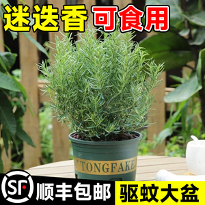迷迭香苗盆栽可食用驱蚊植物香草薄荷苗水培花卉绿植物室内煎牛排