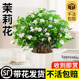 茉莉花苗盆栽花卉植物室内驱蚊栀子花水培好养绿植九里香四季开花