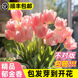 开花种子盆栽苗室内好活水养土培易活 郁金香种球水培花卉植物四季