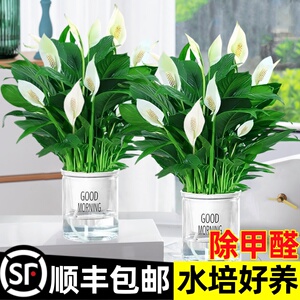 白掌绿植带花一帆风顺盆栽花卉水培植物办公室内好养红掌四季开花