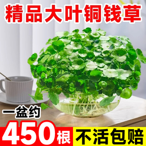 铜钱草水培植物精品大叶金钱草水生植物室内盆栽四季好养花卉绿植