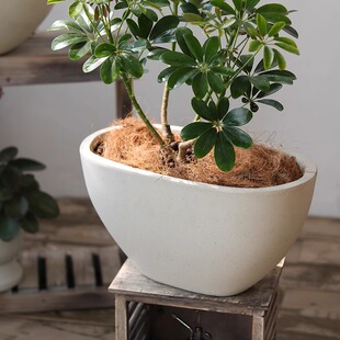 睡莲盆加大口径简约紫砂栽种树盆摆件阳台养鱼盆土陶缸花器室内外