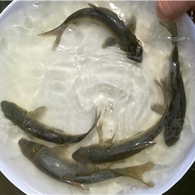 d本草鱼蛳苗苗黑鲩黑鱼青青苗青螺草苗鱼苗乌乌鲩鱼鱼鱼苗日