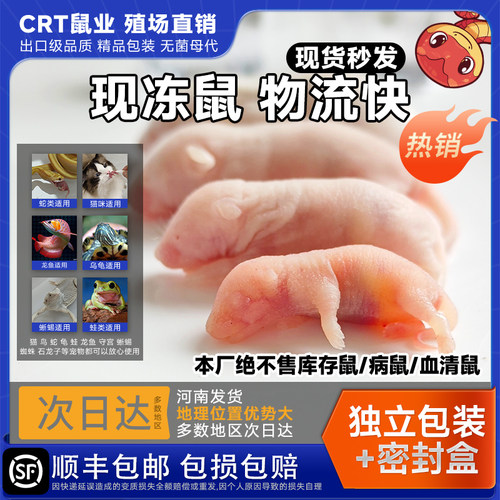 红皮乳鼠冰冷冻小白老鼠蛇苗饲料独立包装幼喂猫龟爬宠粉霜跳亚成