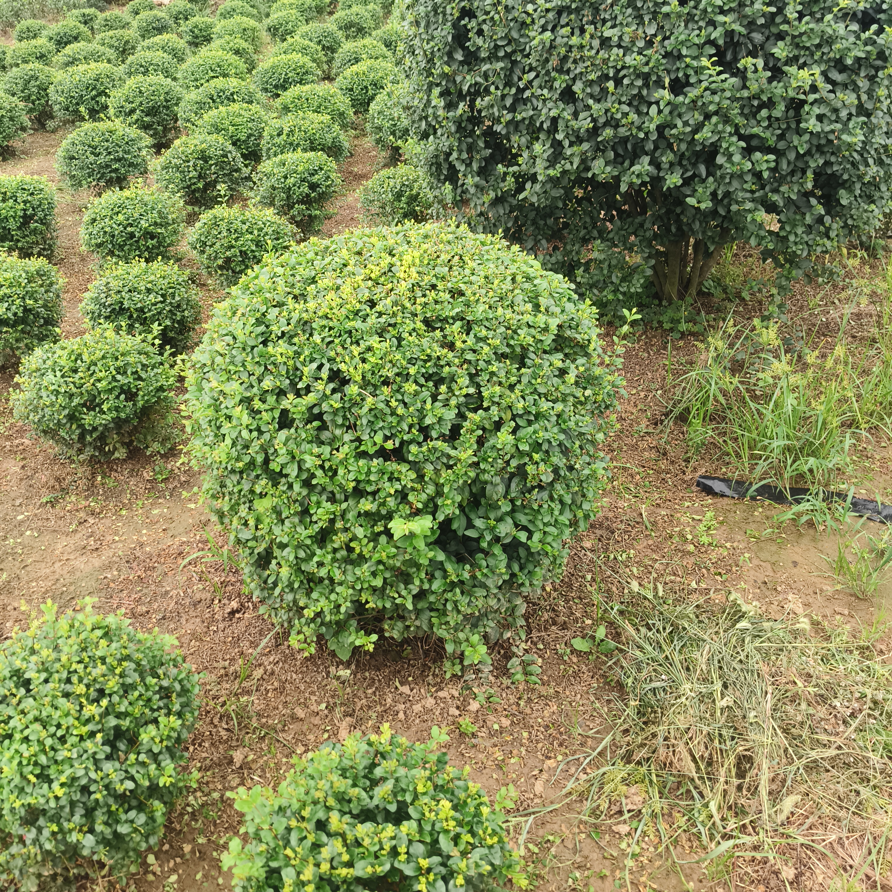 小叶女贞球庭院别墅风景树小区绿