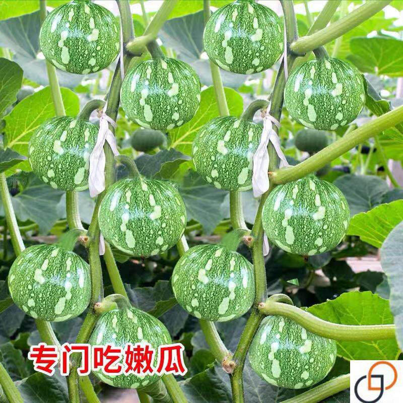 早熟嫩南瓜种子一串铃小南瓜盅籽花皮小青瓜春夏秋季易种菜用蔬菜