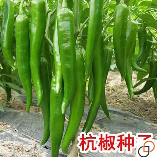 杭椒一号种子微辣线椒辣椒种子杭椒种子又长又辣