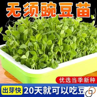 无须豌豆种籽吃苗水培豌豆苗芽苗菜种孑荷兰豆子阳台菜苗碗豆四季