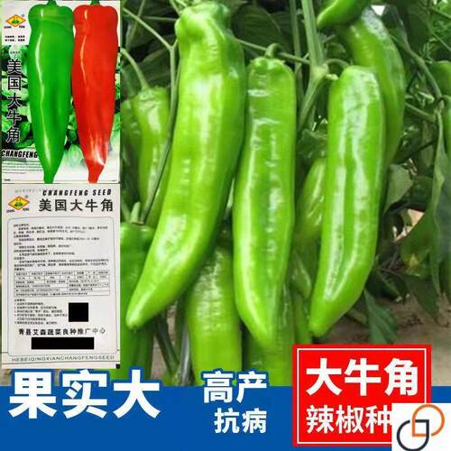 特大高产牛角椒种子辣椒菜种籽辣味浓厚庭院阳台盆栽四季蔬菜种子