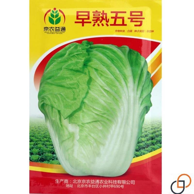 早熟5号大白菜种子 50天采收蔬菜种子农家菜园大田四季蔬菜籽