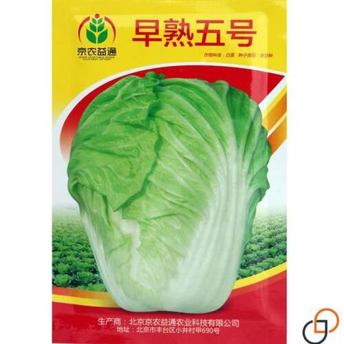 早熟5号大白菜种子 50天采收蔬菜种子农家菜园大田四季蔬菜籽