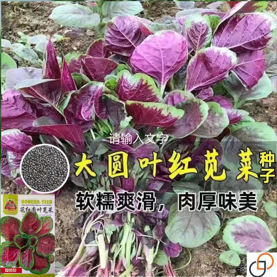 苋菜种子红圆叶苋菜种籽四季播田园农家汉菜蔬菜种子蔬菜种子大全