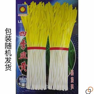 四季韭黄种子黄韭菜籽耐低温弱光高产农家大田盆栽韭菜秋冬蔬菜子