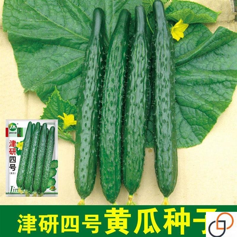 绿芯黄瓜种子高产耐热水果黄瓜青瓜种籽春四季蔬菜种孑盆栽阳台