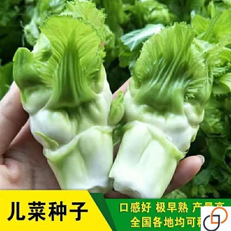 精品四川儿菜种子早熟抱子芥娃娃菜胖儿菜秋季盆栽庭院蔬菜子