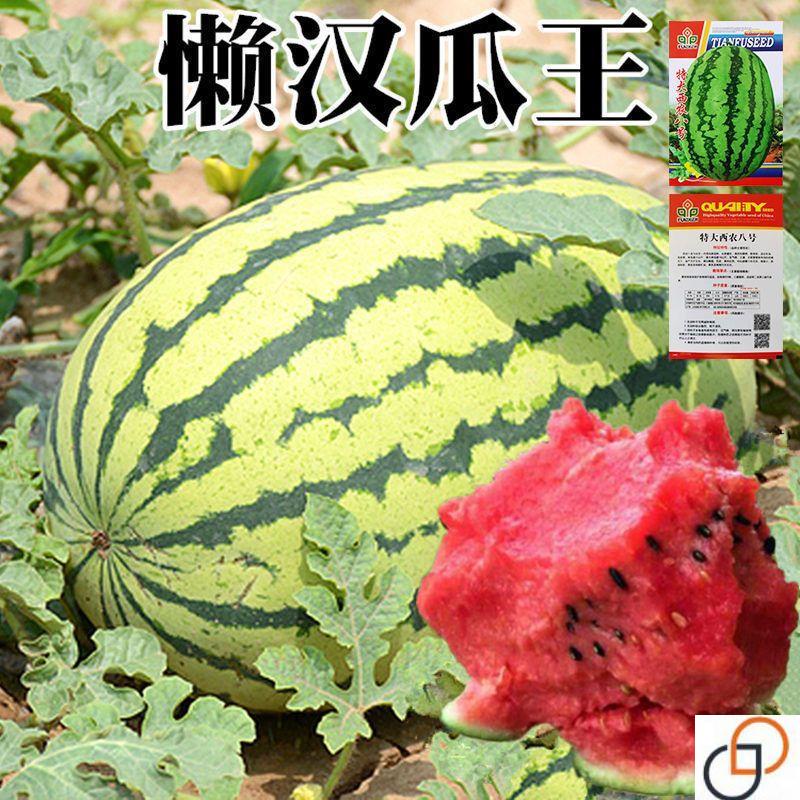 巨型西瓜种子高产超甜早熟西瓜种子四季播种特大无籽水果西瓜籽