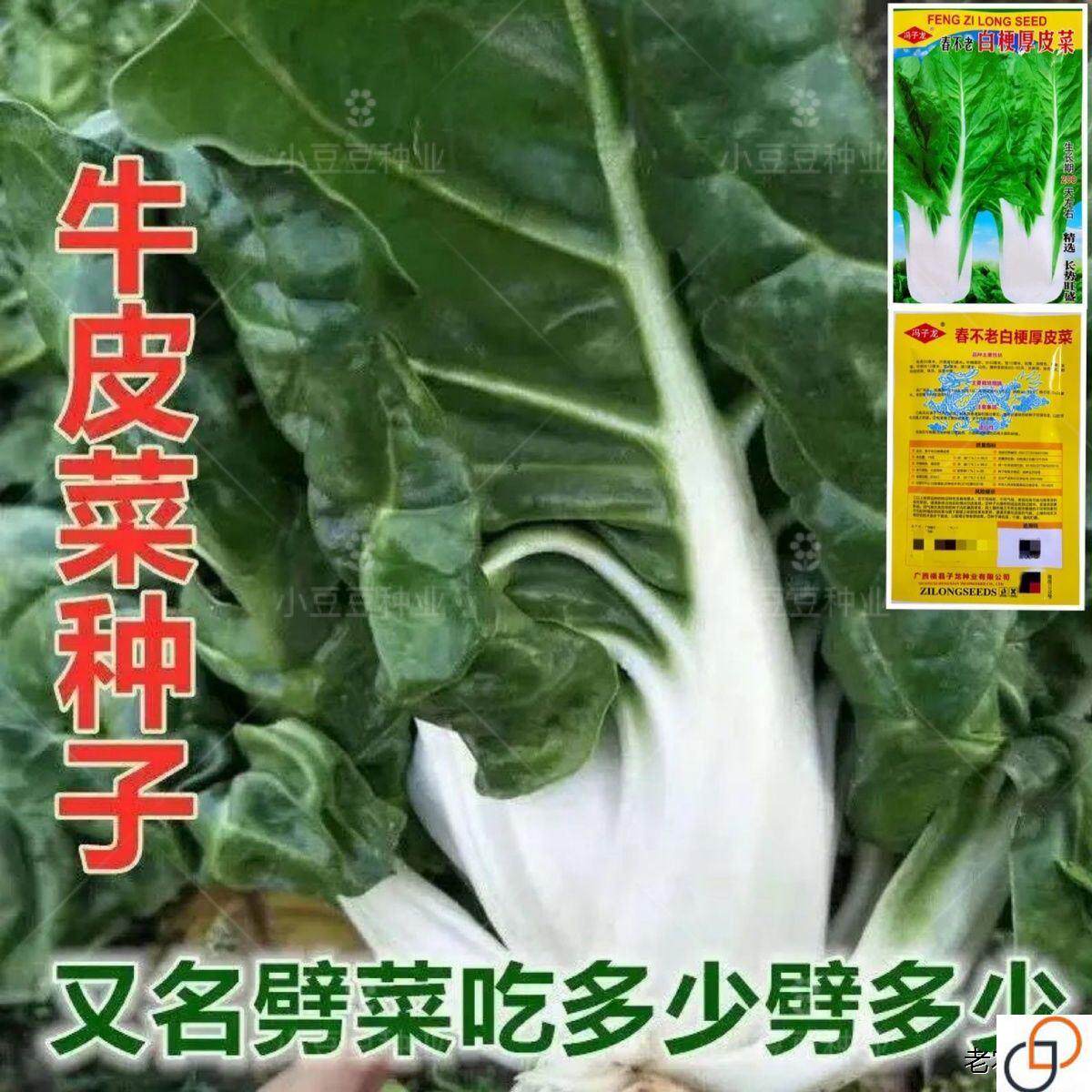 四季牛皮菜 厚皮菜种籽根达菜种子 四川牛皮菜种籽大叶红牛皮菜