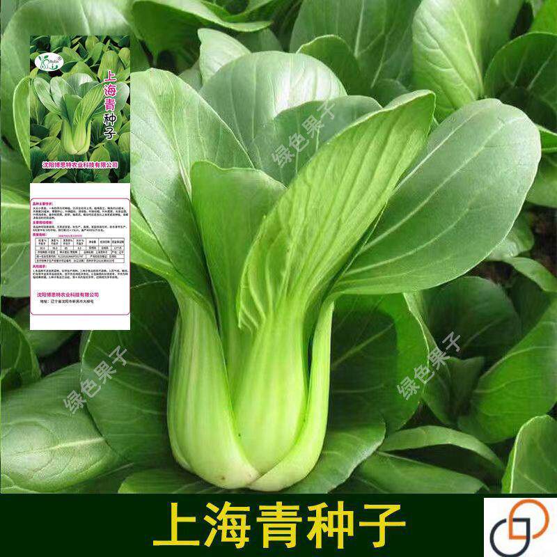 小白菜菜种子矮脚上海青种子小青家庭园艺种子