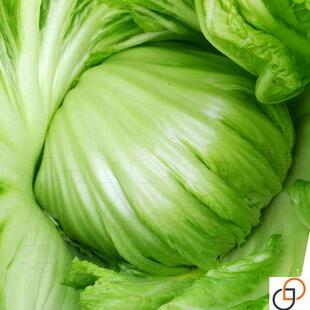 包心芥菜种子大肉卷心芥菜种子水咸菜盖菜包四季播春秋季蔬菜种子