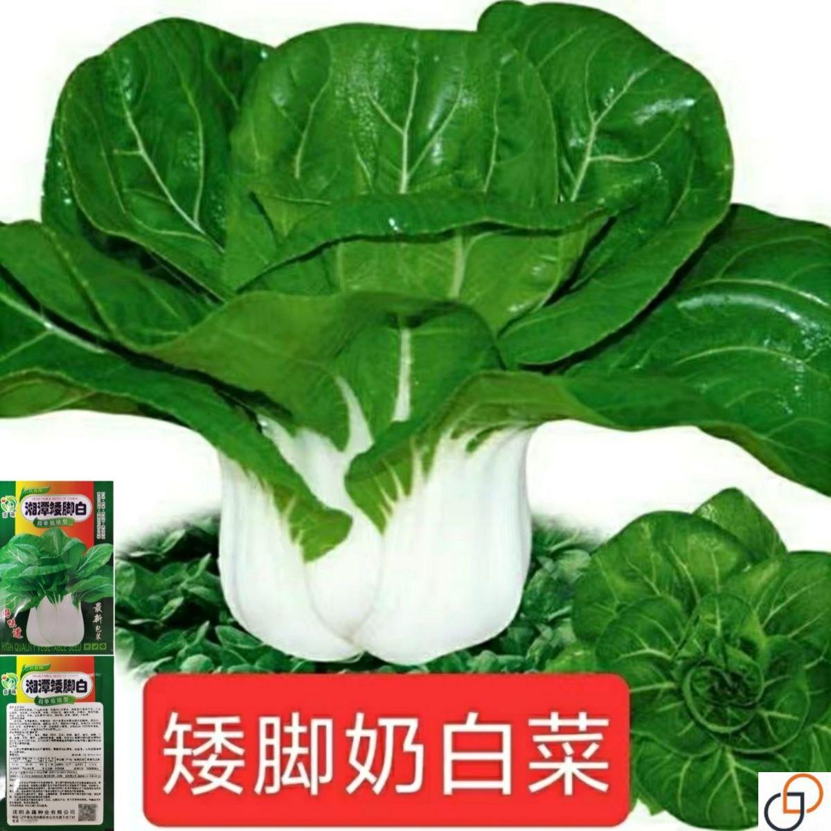 四季矮脚白菜种子白雪公主奶白菜小白菜种阳台蔬菜种子大全蔬菜籽