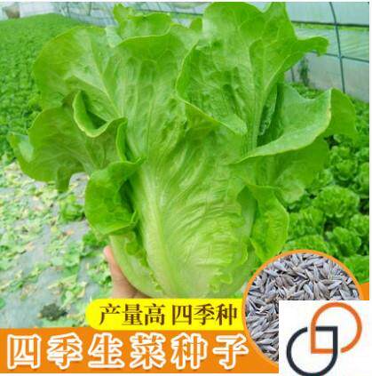 美国大速生生菜种子散叶生菜种籽家庭园艺种子