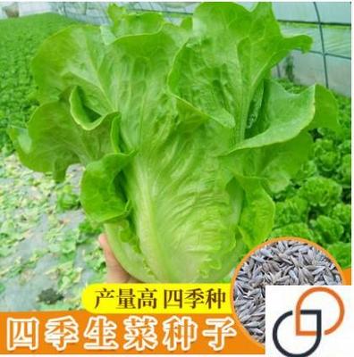 美国大速生生菜种子散叶生菜种籽盆栽春四季结球农家蔬菜种孑大全