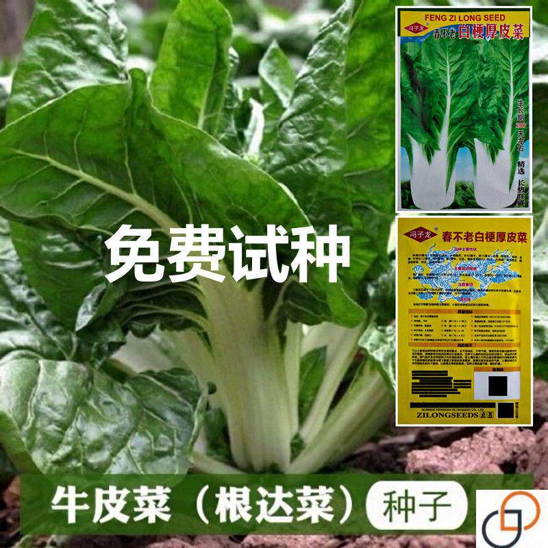 牛皮菜种子根达菜厚皮菜厚合菜南方甜菜四季蔬菜籽易种高产抗病