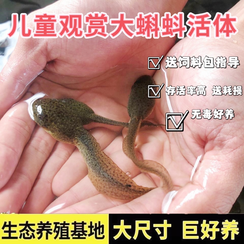 大蝌蚪活物牛蛙苗大苗水族观赏宠物青蛙送饲料送技术养殖成活率高 宠物/宠物食品及用品 其它水族宠物 原图主图