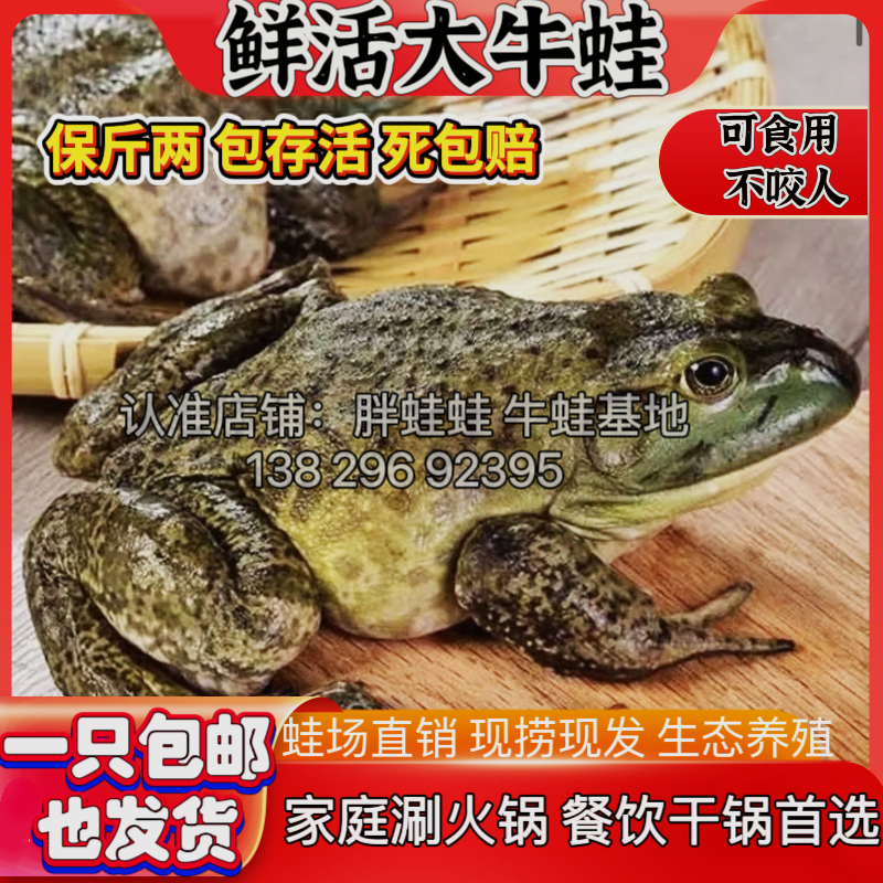 【包活到家牛蛙】牛蛙活体鲜活火锅食材食用新鲜牛蛙一只半斤左右