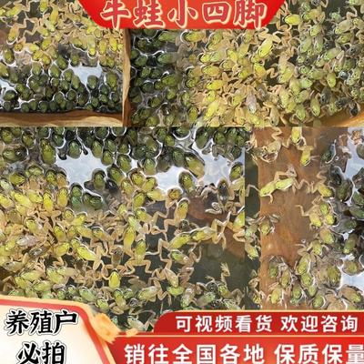 牛蛙苗包活牛蛙四脚苗幼蛙中蛙大规模养殖提供技术送饲料基地直发