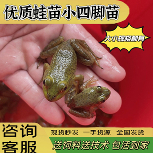 特价 包邮 牛蛙活体牛蛙苗小四脚苗食用幼蛙中蛙送饲料水族观赏宠物