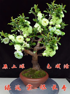 绿宝石海棠花盆栽四季海棠花银长寿海棠盆景室内绿植花卉盆栽