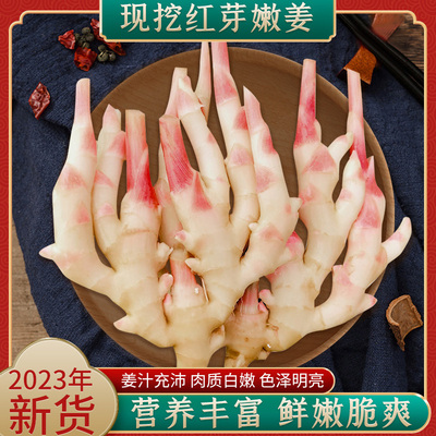 鑫乐鲜红芽嫩姜仔姜生姜鲜姜泡姜