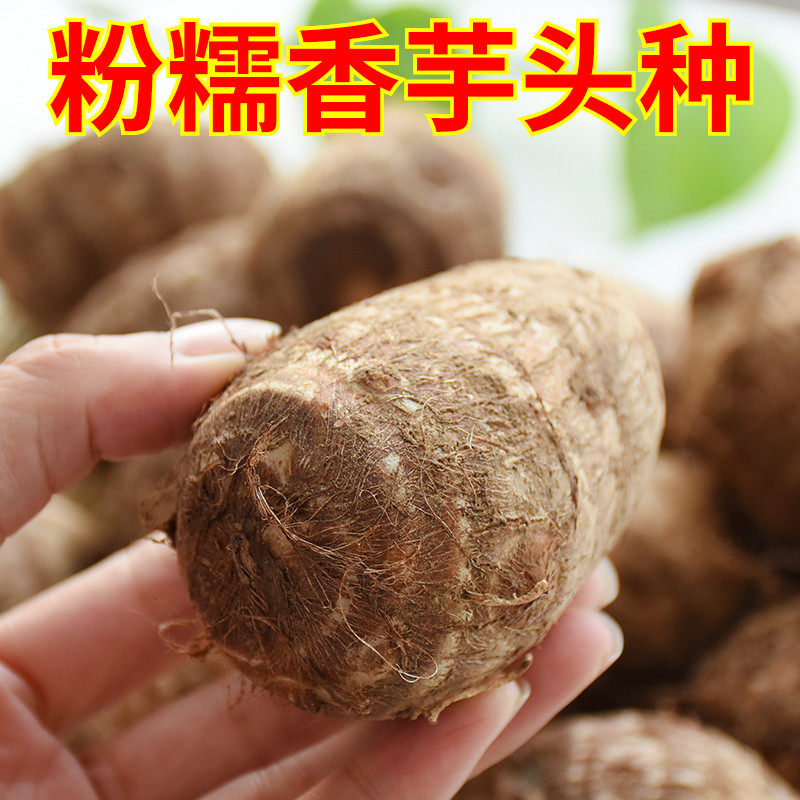 山东粉糯牛奶毛芋头种籽大香芋种芋头苗艿毛芋头种芋种子5斤