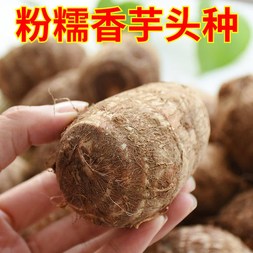 山东粉糯荔浦牛奶种籽大种芋艿