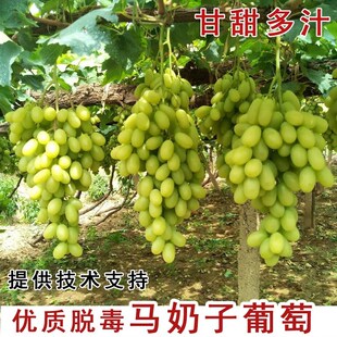 马奶子葡萄苗老品种白乳葡萄树苗无核无籽提子盆栽种植当年结果苗