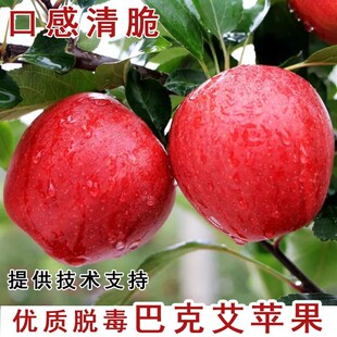 早熟日本巴克艾嘎啦苹果苗嫁接脆甜苹果树苗庭院种植当年结果果树