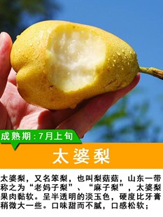 太婆梨树苗嫁接香梨四季庭院盆栽地栽北南方种植当年结果果树果苗