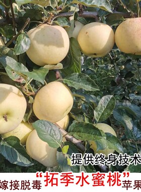 嫁接新品种青森水蜜桃苹果苗拓季toki苹果苗中熟土岐南方北方种植