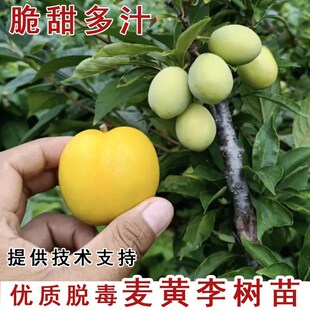 嫁接老品种麦黄李树苗晚熟黄金李子盆栽南北方种植当年结果果树苗