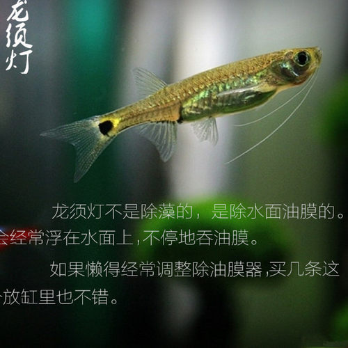 龙须灯鱼多少钱 龙须灯鱼价格 小麦优选