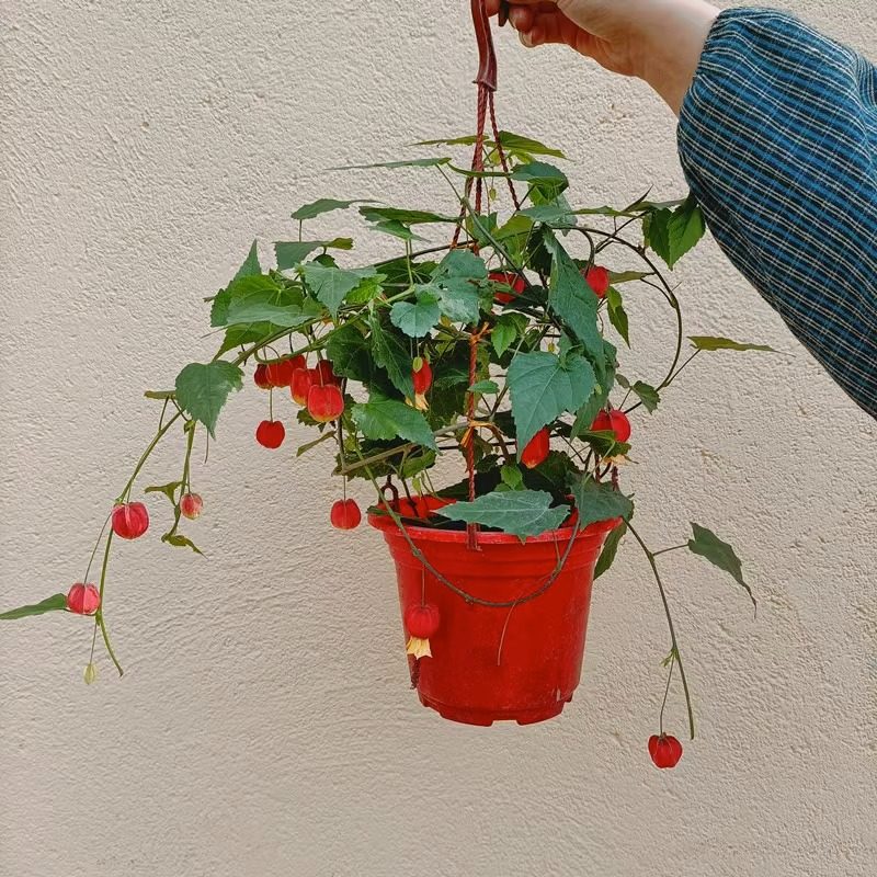 灯笼花藤本爬藤植物盆栽蔓性风铃花室内外庭院观花绿植四季好养