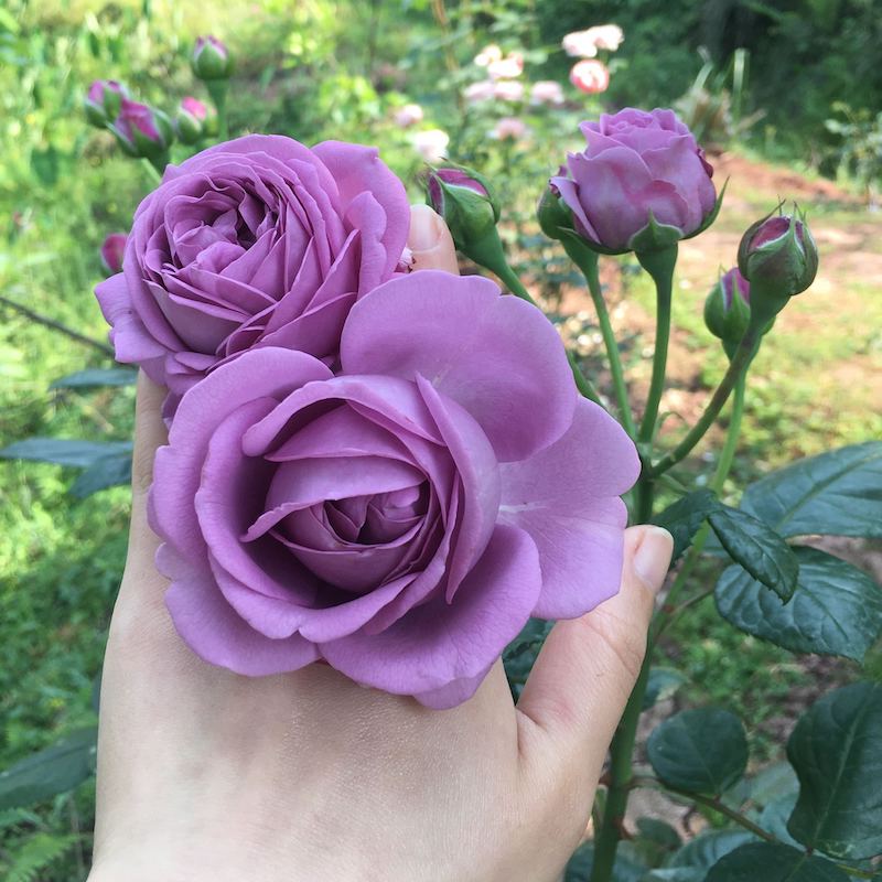 微蓝月季花苗盆栽花卉带土发货