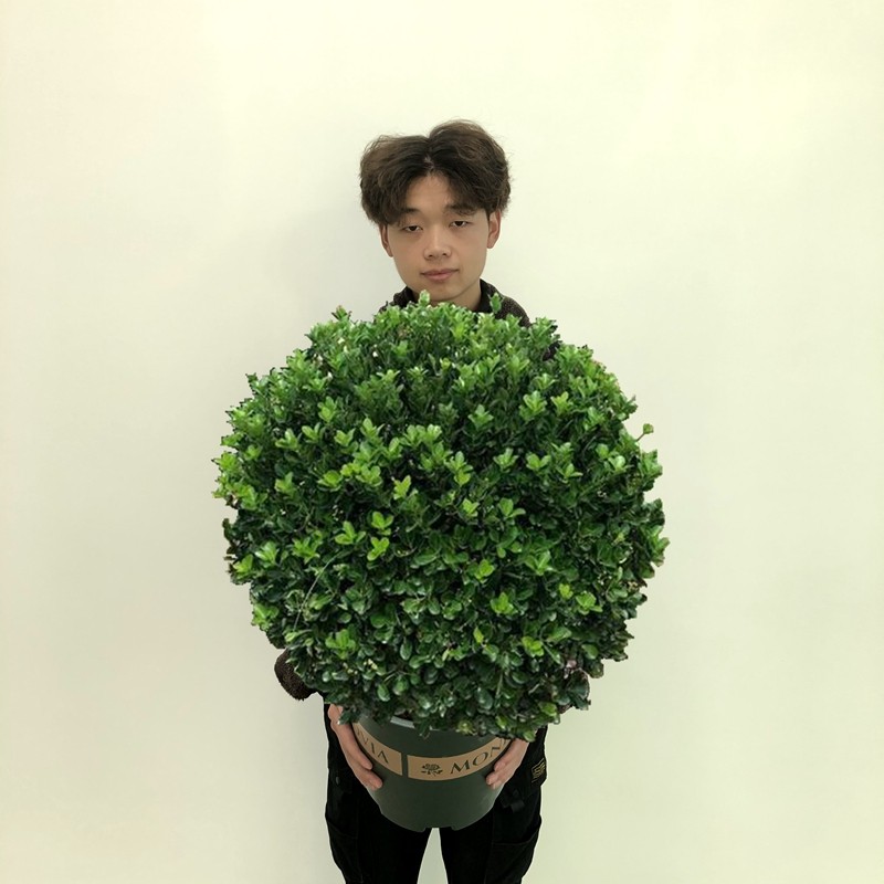 冬青球 大叶黄杨球盆栽 四季常青室外耐寒绿色植物 小区点缀苗木