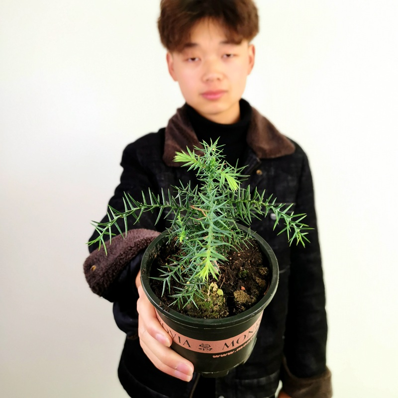 客厅书房桌面绿色迷你造型小植物四季常青