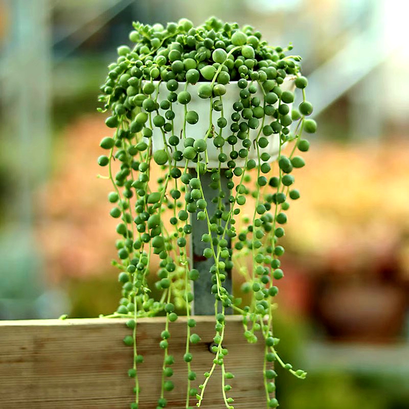 佛珠多肉植物长藤室内阳台垂吊花卉除甲醛绿植盆栽珍珠吊兰情人泪